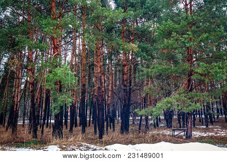 View Of Winter Coniferous Forest. Ukraine Slovyansk