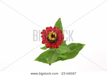 ดอกไม้สีแดง (helenium Autumnale)