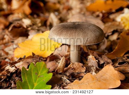 Gray Mushroom In Forest With Autun Leaf