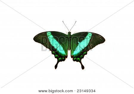 Papilio blumei isoleret på hvid