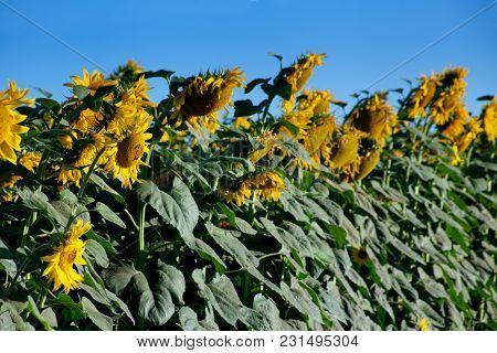 Ripe Sunflower Hed Field Detail With Sky