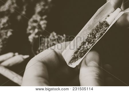 The Man Twists The Canth From Fresh Marijuana