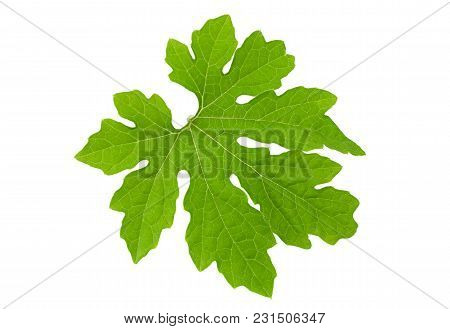 Momordica Vegetable Leafcloseup Isolated On White Background