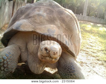 Stor skildpadde