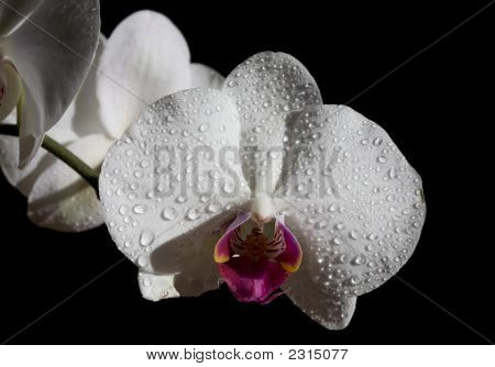 Orchidea bianca bagnata