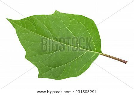 Hindu Datura Leaf Closeup Isolated On White