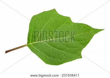 Hindu Datura Leaf Closeup Isolated On White