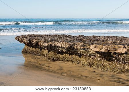Close-up View Of A Rocky Reef Covered By Barnacles At Low Tide At Swamis Beach In Encinitas, Califor