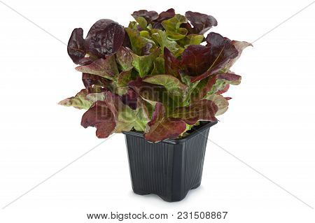 Oakleaf Lettuce Salad Closeup Isolated On White