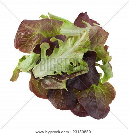 Oakleaf Lettuce Salad Closeup Isolated On White