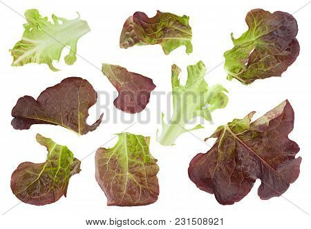 Oakleaf Lettuce Salad Closeup Isolated On White