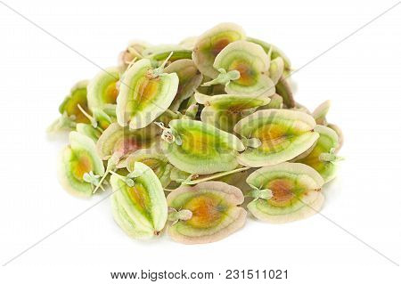 Rhubarb Vegetable Seed Closeup Isolated On White
