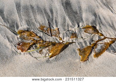 A Torn Piece Of Giant Kelp (macrocystis Pyrifera) On The Beach In Encinitas, California.