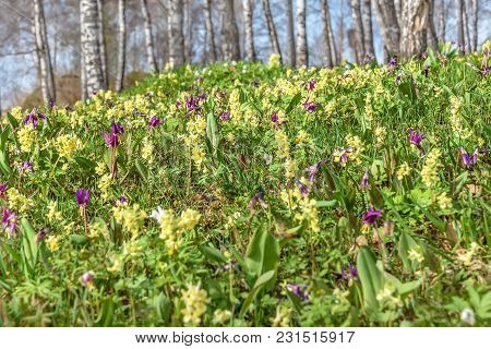 Bright Yellow And Burgundy Spring Wild Flowers Erythronium Sibiricum And Corydalis On The Meadow On 