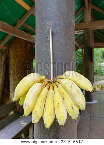 A Bunch Of Bananas, Used As Elephant Food, Tied Together With Banana Tree String, Traditional Rope O