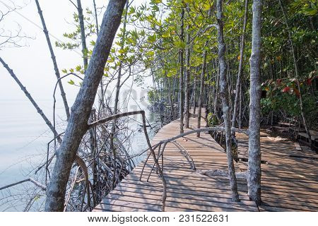 Mangrove Forest View.
