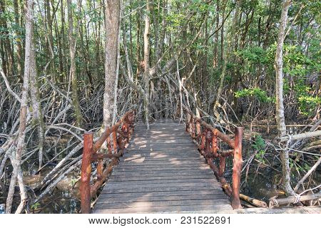 Mangrove Forest View.
