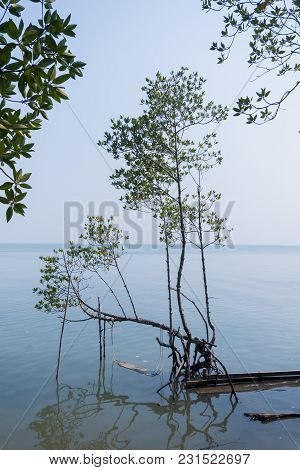 Mangrove Forest View.