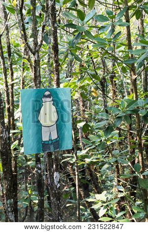 Mangrove Forest View.