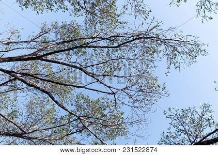 Mangrove Forest View.