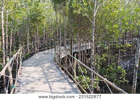 Mangrove Forest View.