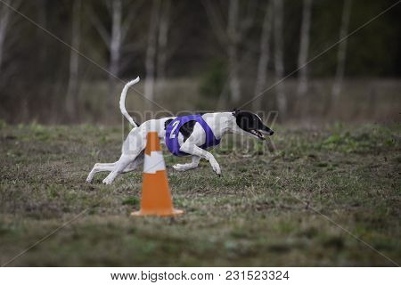 Coursing, Passion And Speed. Whippet Dog Running In The Field. Sunny Day