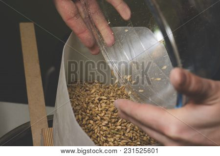 Falling Malt Into A Homemade Mill For Further Grinding. Craft Beer Brewing From Grain Barley Pale Ma