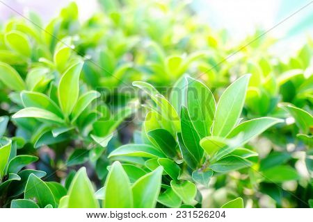 A Tropical Fence Bush Plant At The Garden With Soft Light For Foliage Green Background