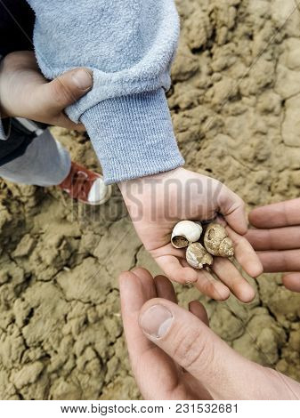 Ammonite Ancient Archaeologist In The Hands Of The Scientist, The Concept Of The History Of The Preh