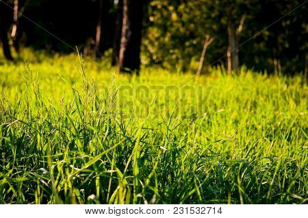 Beautiful Meadow Field With Wild Flowers. Spring Wildflowers Closeup. Health Care Concept. Rural Fie