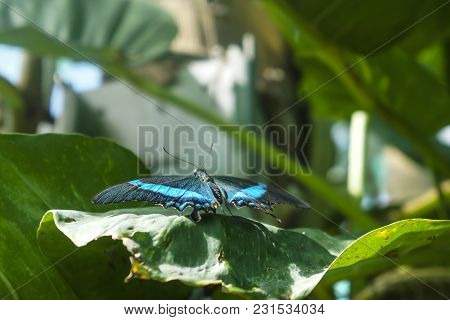 Beautiful Insect In Natural Habitat Of Green Forest. Black Butterfly With Emerald Stripes On Sheet P