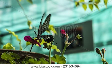 Beautiful Insect In Natural Habitat In Nursery. Rice Paper Or Large Tree Nymph Butterfly Paper Kite 