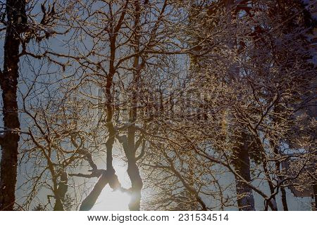 Frozen Trees In Winter Lappland