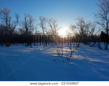 Frozen Trees In Winter Lappland