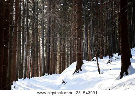A Footpath On The Top Of Hill And Forest Covered With Snow And Mild Snow From Trees.