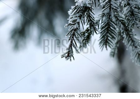 A Few Branches Of Spruce Covered By Snow In Blurry Background