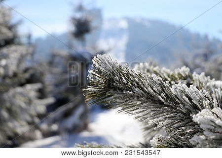 A Detail On Needles And Background Is View On Lysa Hora. The Biggest Hill In Beskydy.