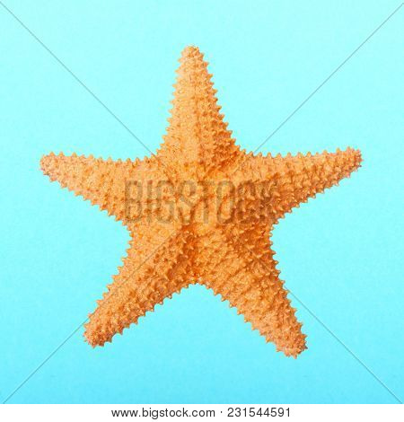The Caribbean starfish ( Oreaster reticulatus ). Sea life isolated on blue background.