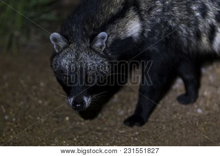 Close-up Of A Civet Cat In A Spotlight At Night Time