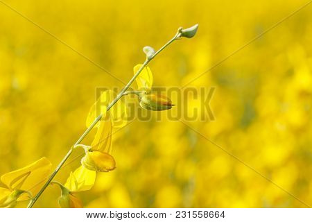 Close Up Of Yellow Sunn Hemp Flower In The Field