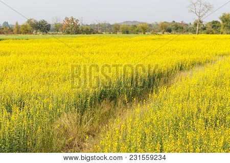 Close Up Of Yellow Sunn Hemp Flower In The Field