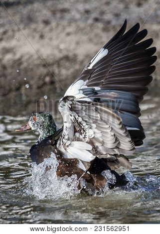 White Winged Wood Duck (asarcornis Scutulata) Bird With Its Feather Wings Outstretched