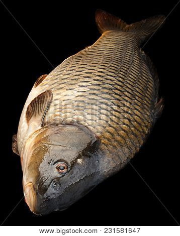 Сarp River Fish Isolated On Black Background