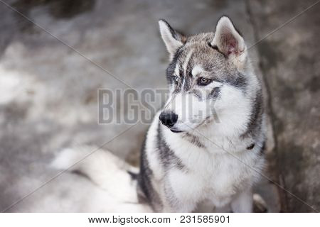 Gray Siberian Husky Dog Portrait  Sitting Outdoor