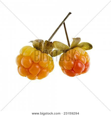 свежие морошка (Rubus chamaemorus), изолированные на белом