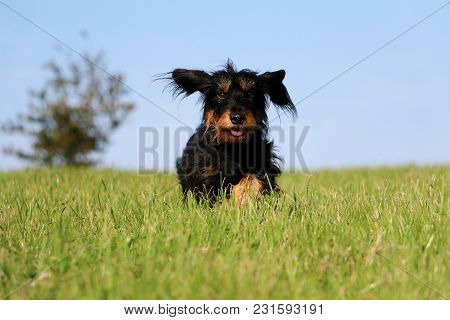 Funny Wire Haired Dachshound Is Running In The Garden