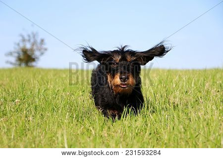 Funny Wire Haired Dachshound Is Running In The Garden