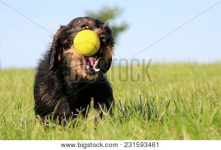 Funny Wire Haired Dachshound Is Playing With A Ball In The Garden