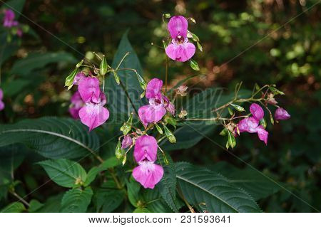 The Orchid Wildflower Lamiaceae Growns Next To Wet Places