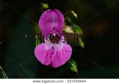 The Orchid Wildflower Lamiaceae Growns Next To Wet Places